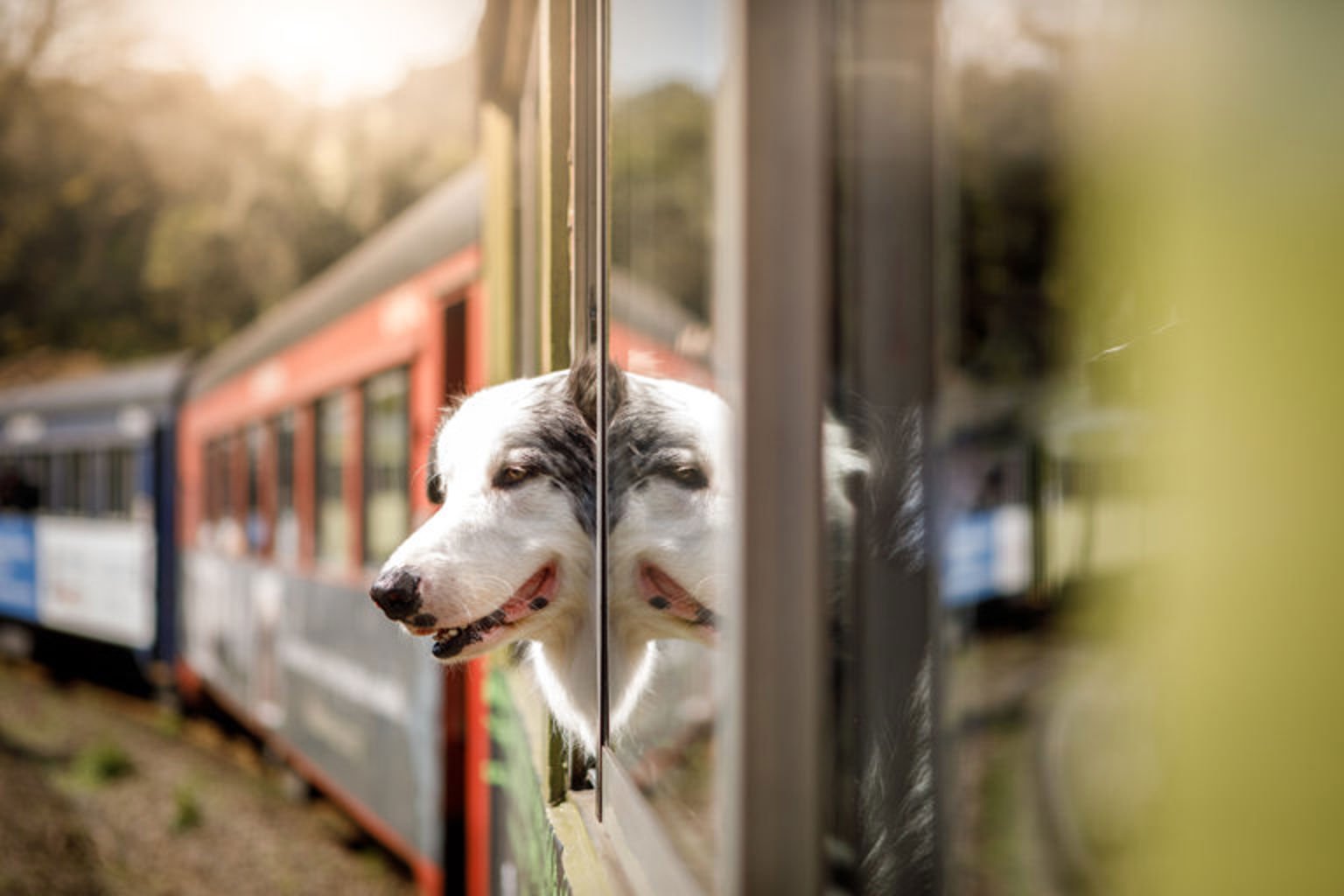 En hund tittar ut genom fönstret på ett tåg.