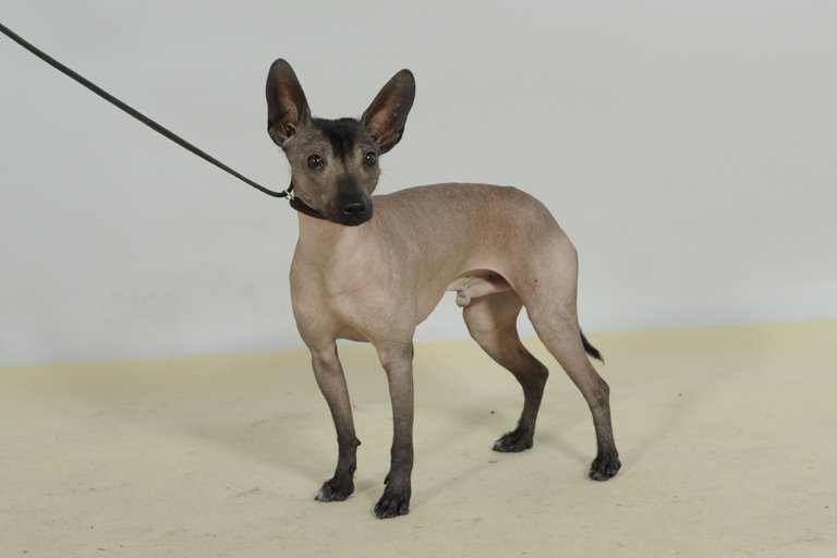 Uppställningsbild på xoloitzcuintle, liten.