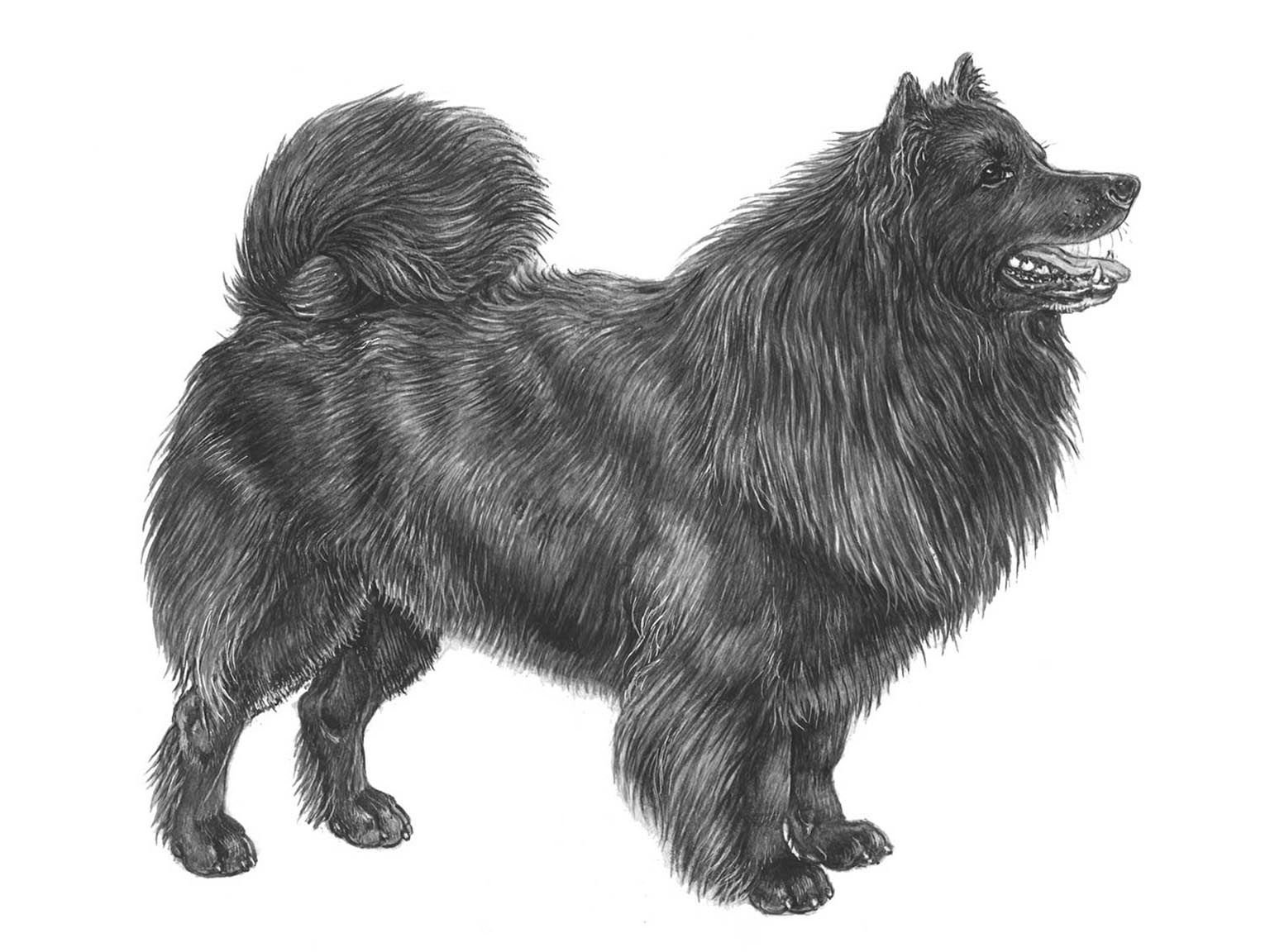 Illustration av hundrasen svensk lapphund