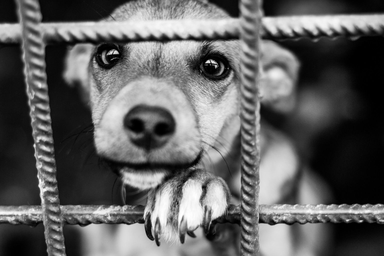 hund sitter bakom galler