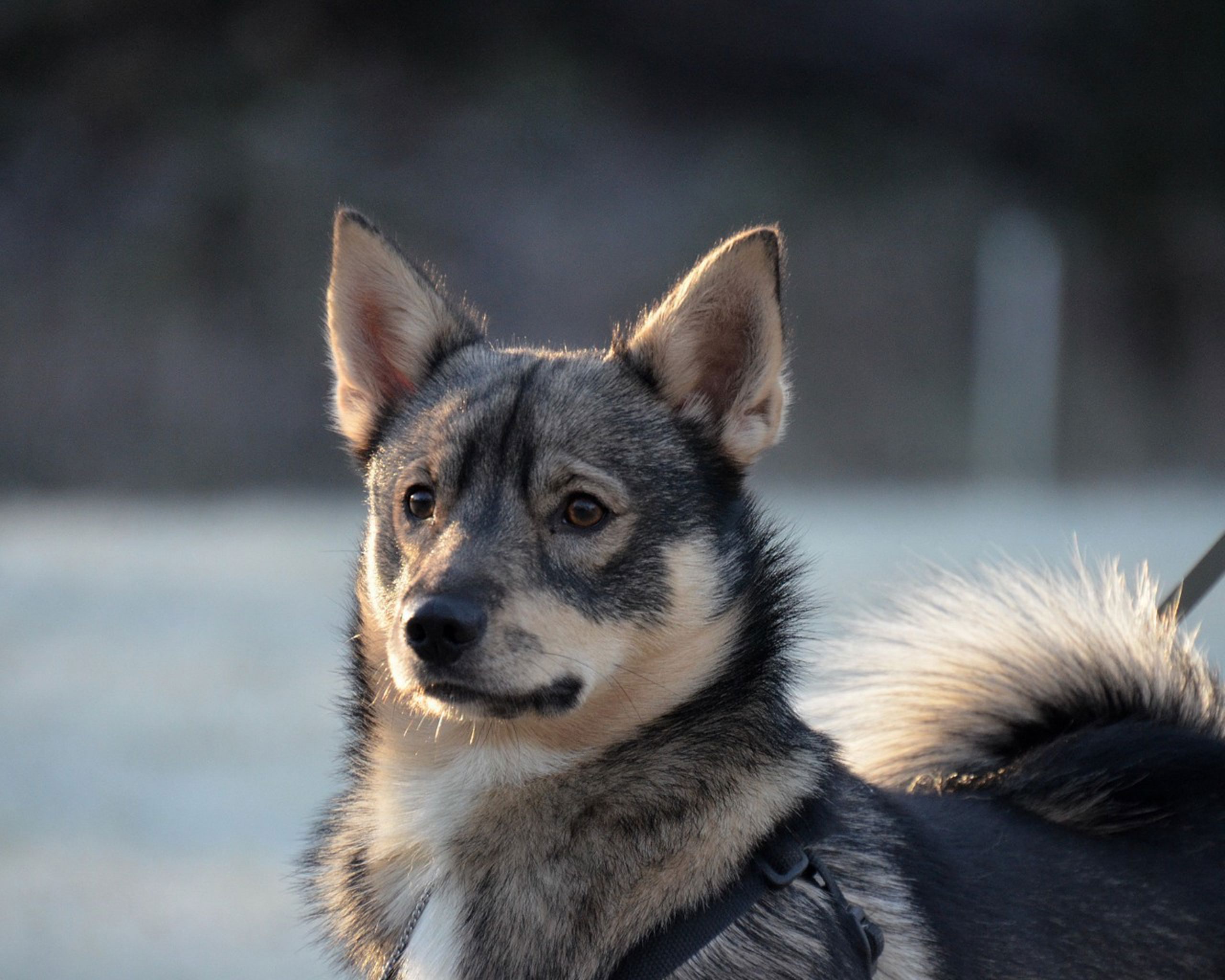 Portrait photo of a Swedish Vallhund.