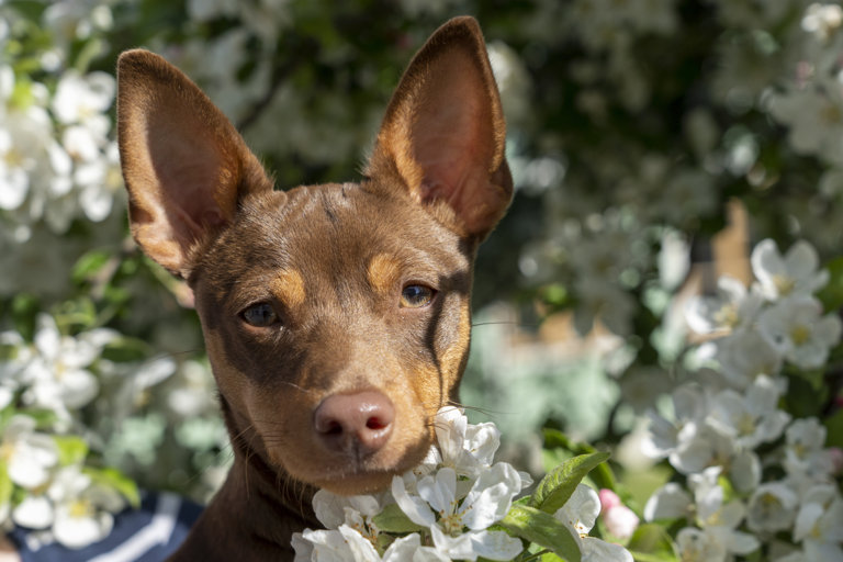 American hariless terrier omgiven av blommor