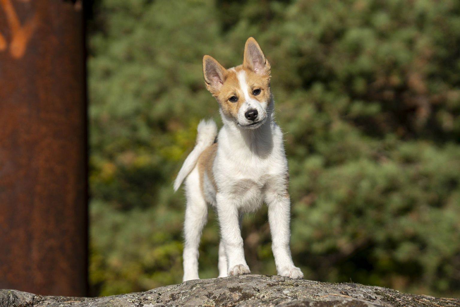 Hundvalp av rasen norrbottenspets står på en sten ute i skogen.