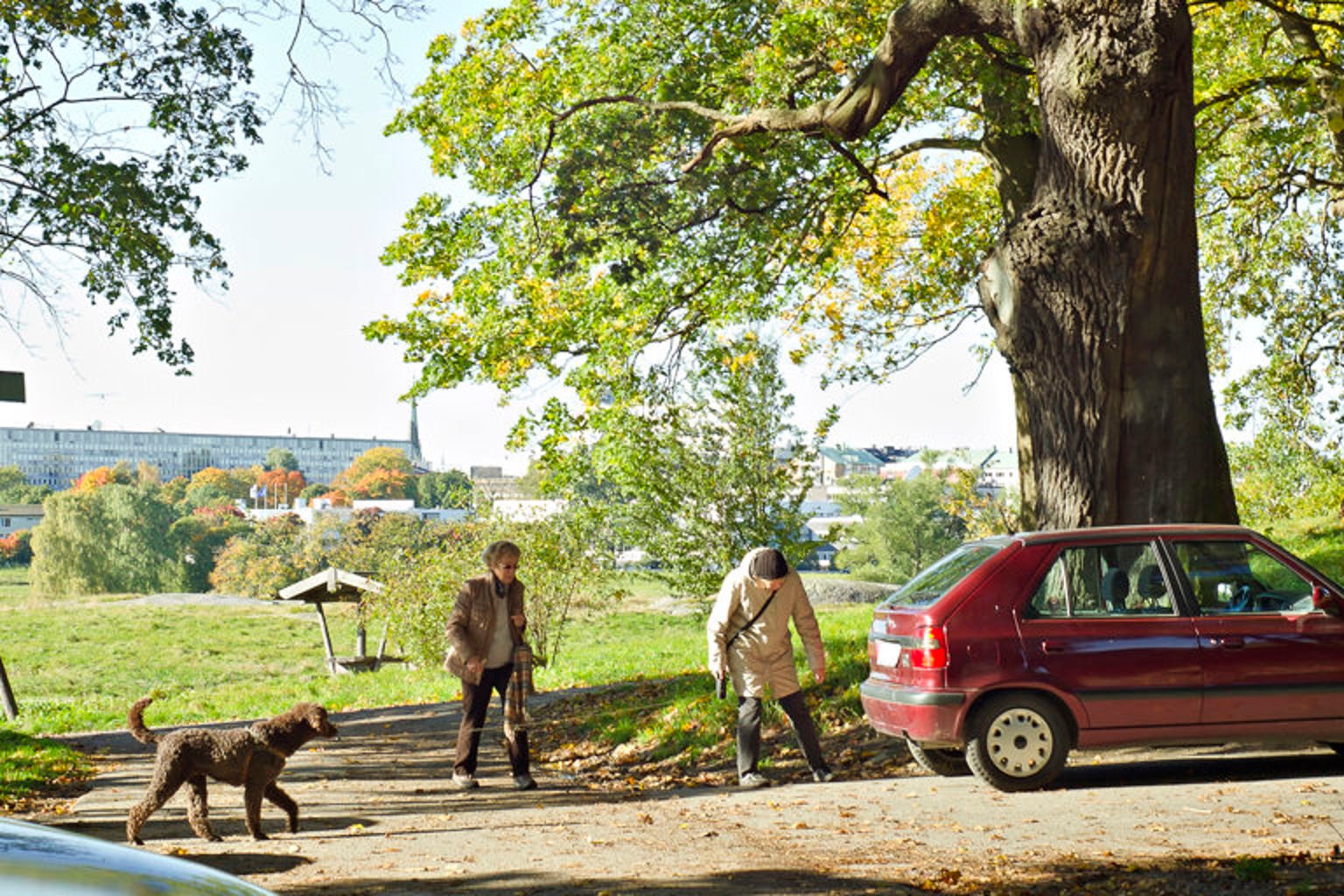 A couple of people that are walking a dog