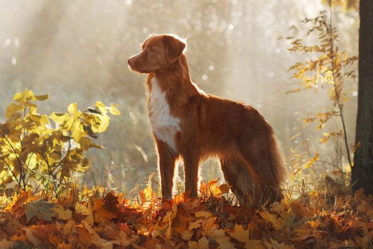 Nova scotia duck tolling retriever bland höstlöv.