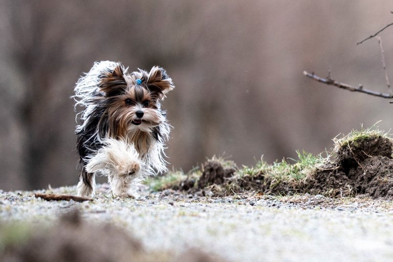 Biewer terrier springer längs en grusväg