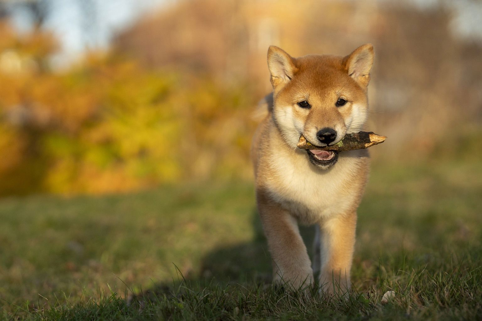 En valp av hundrasen shiba håller en pinne i munnen.