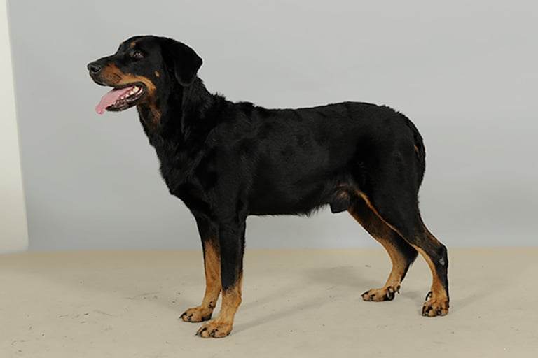 Uppställningsbild på beauceron