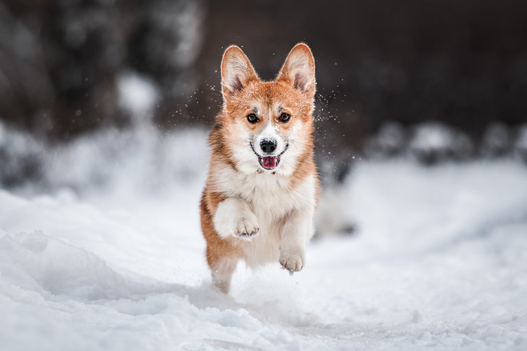 Welsh corgi pembroke springer i snö.