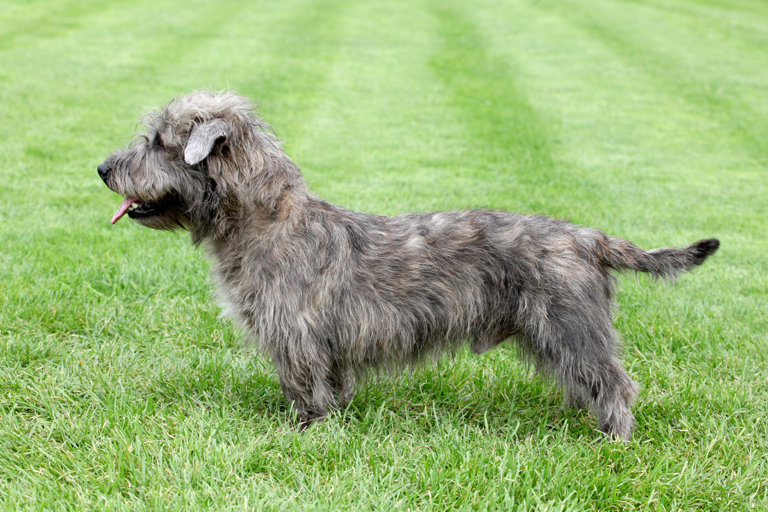 Irish glen of imaal terrier ute på gräsmatta.