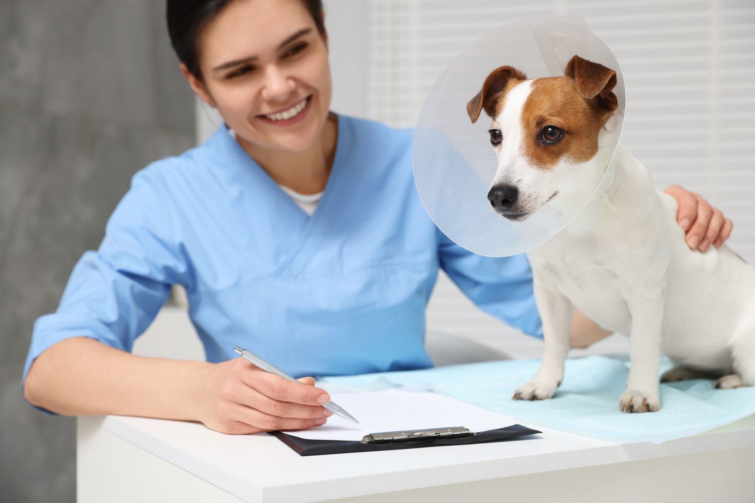 Veterinär med en jack russell terrier som bär tratt.