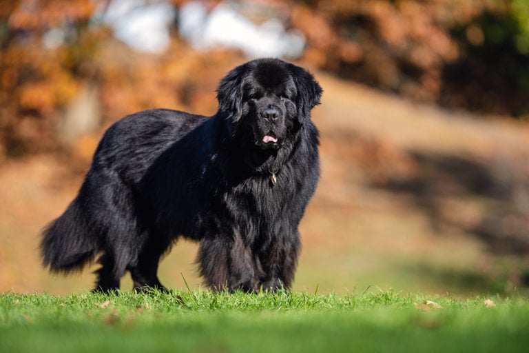 Newfoundlandshund ute på gräsmatta.