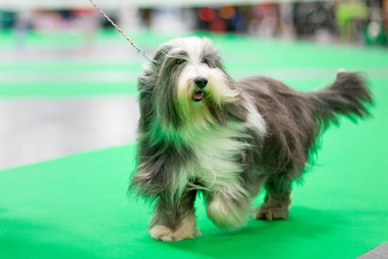 Bearded collie visar upp sig i utställningsringen.