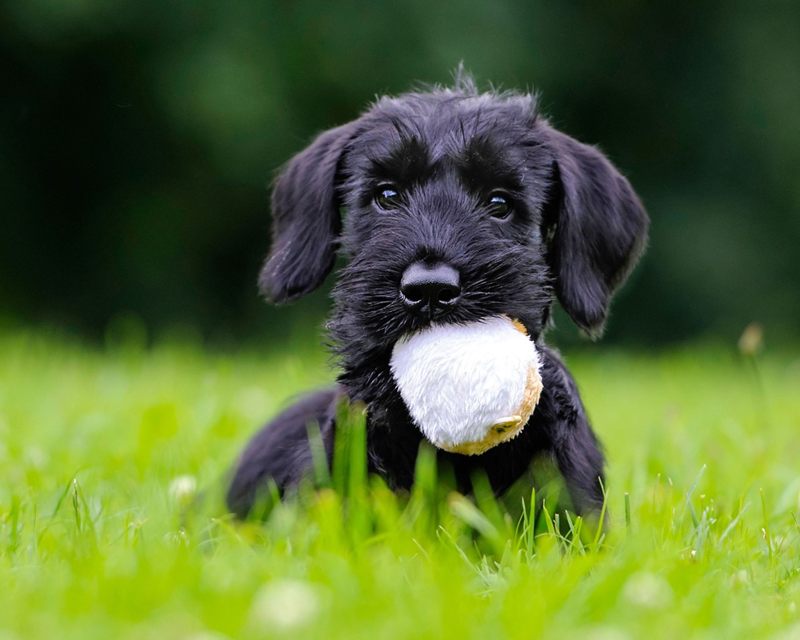 hundvalp ligger i gräset med en leksak i munnen