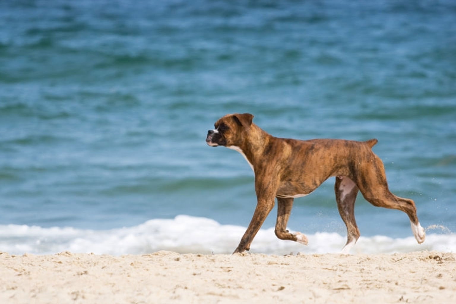 boxer med kuperad svans springer på strand