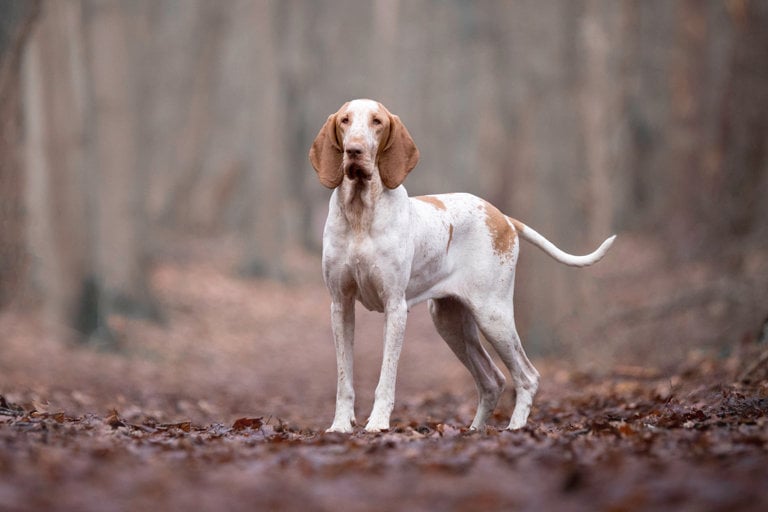 Bracco italiano står bland höstlöv i en skog.