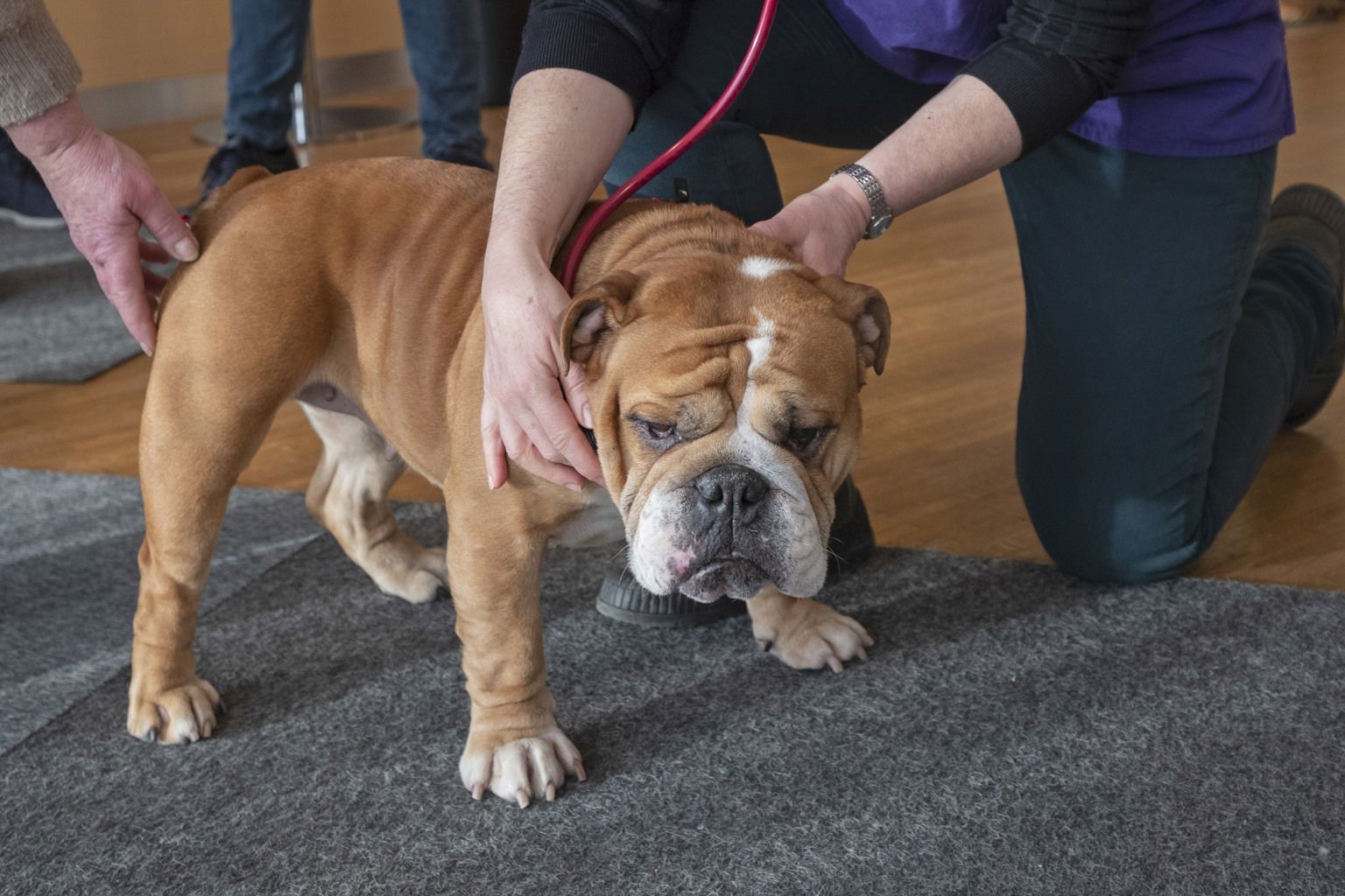 Engelsk bulldogg blir undersökt vid ett utbildningstillfälle för RFG-S.