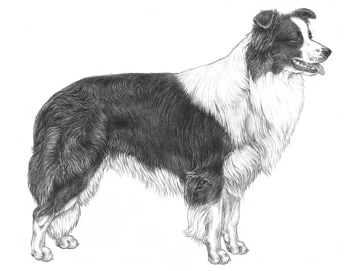 Border collie