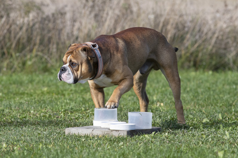 Continental bulldog undersöker några burkar i ett av momenten i BPH.