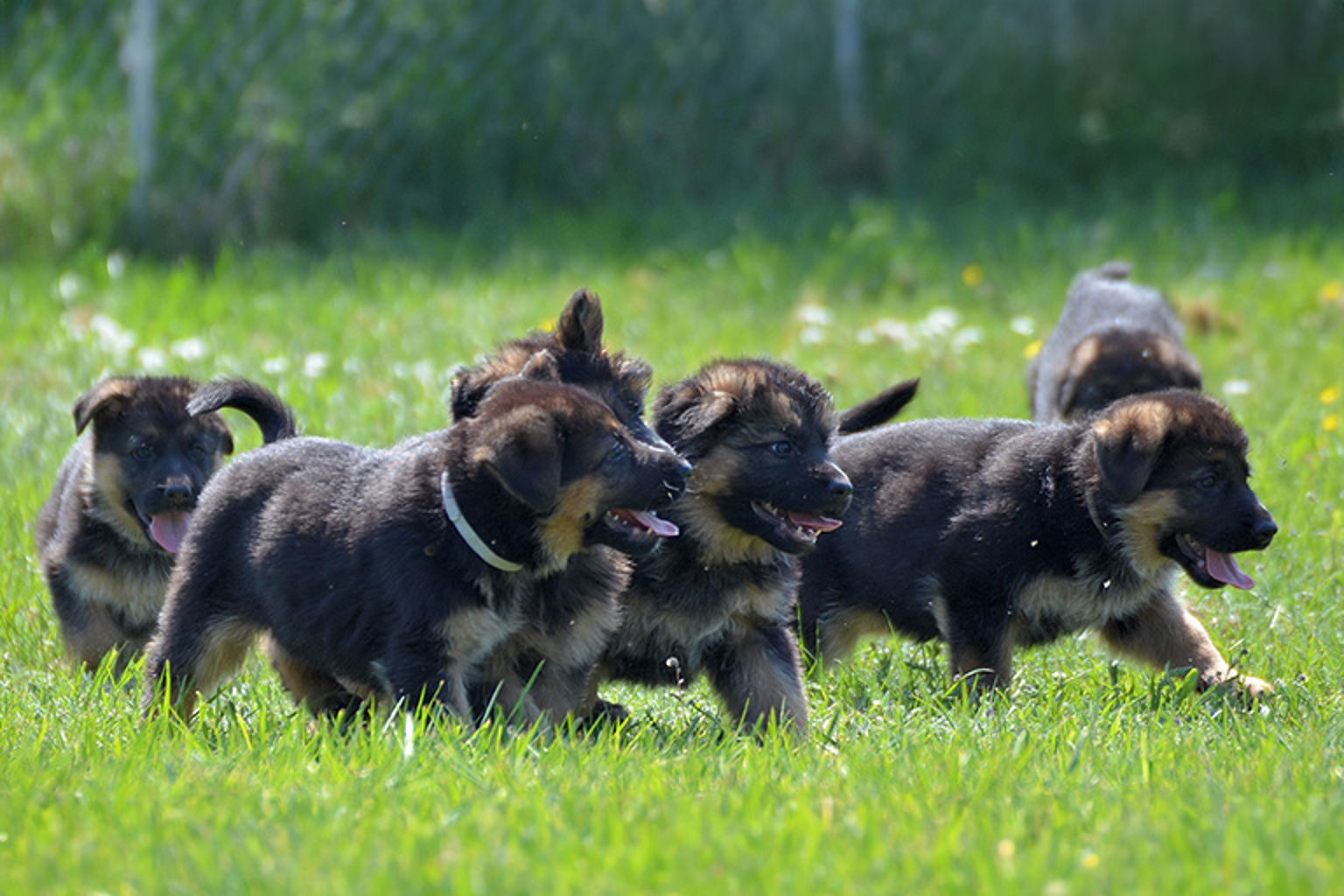 Valpar av rasen tysk schäferhund utforskar en grönskande äng.