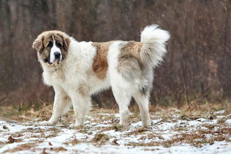 Pyreneisk mastiff bland nyfallen snö.