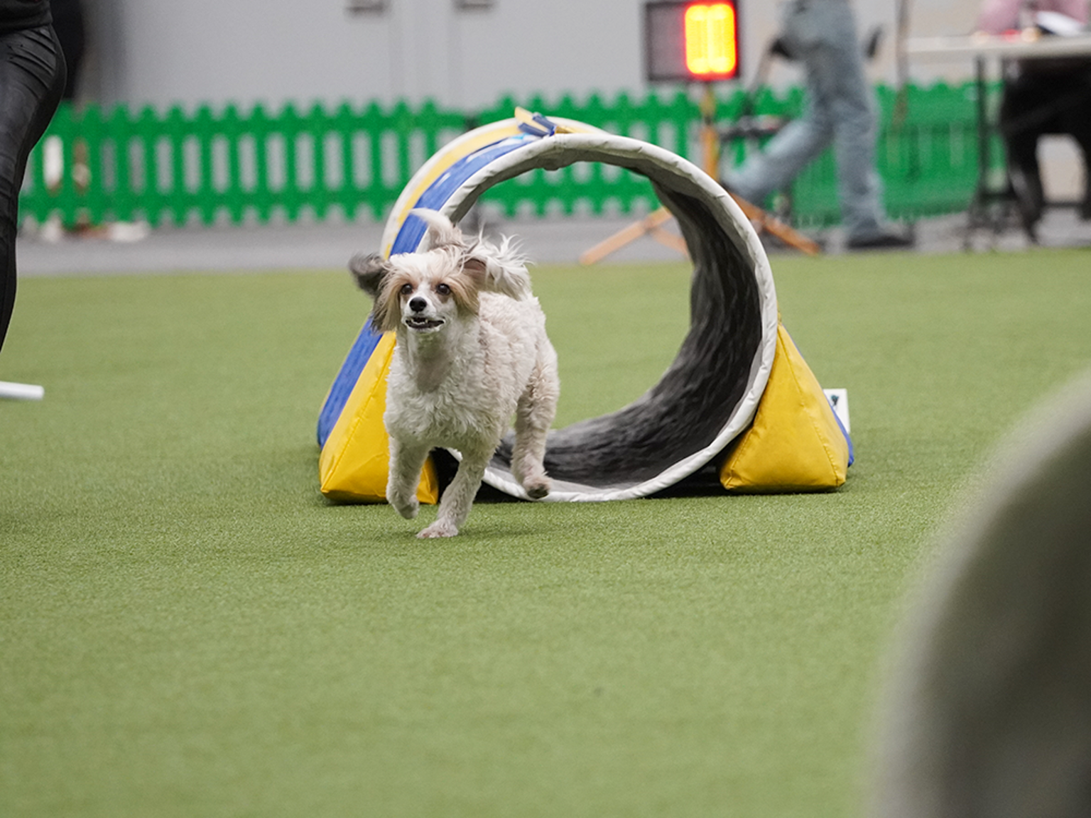 Liten hund springer genom agilitytunnel.