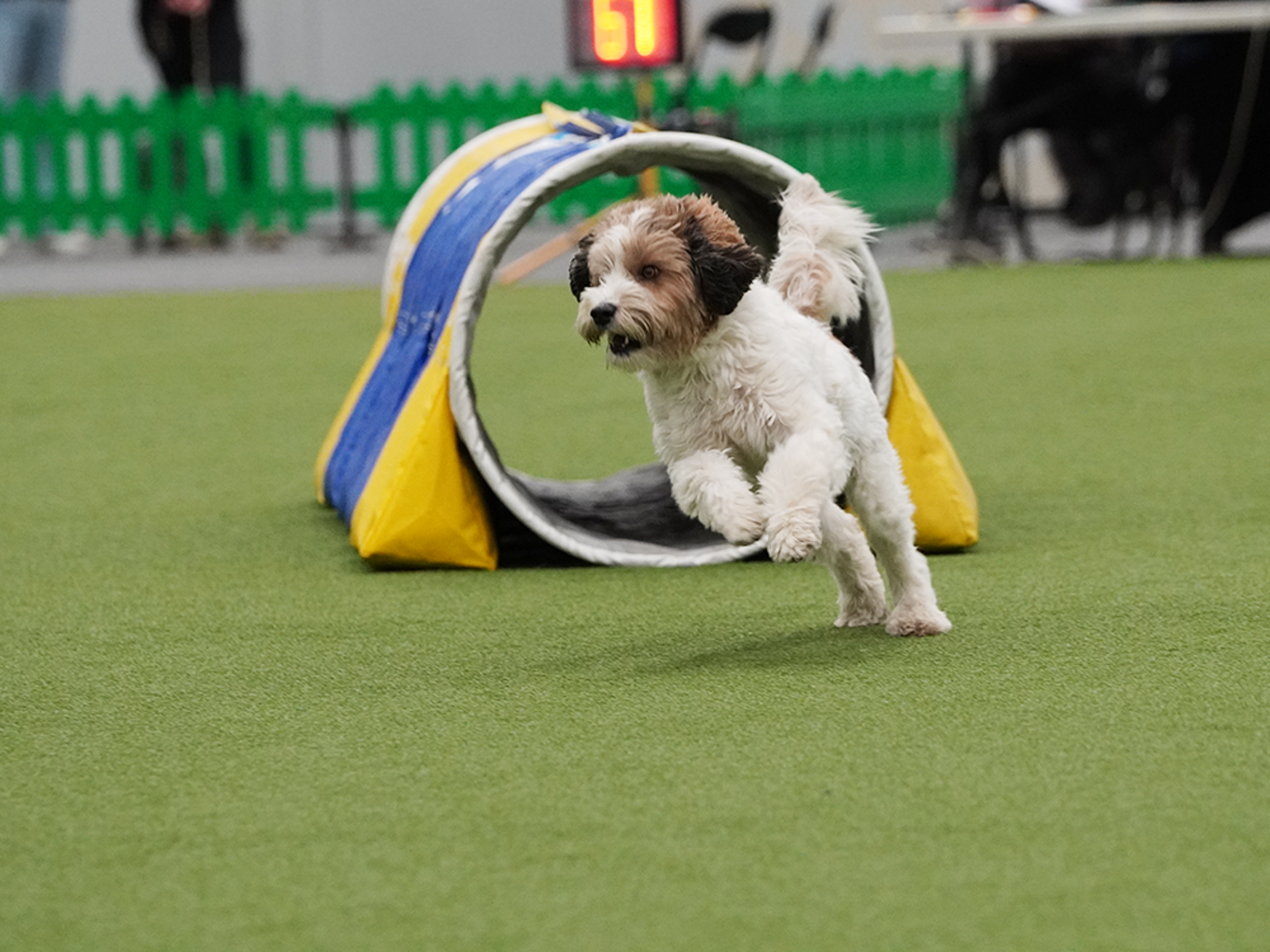 Hund springer snabbt ut ur en agilitytunnel.