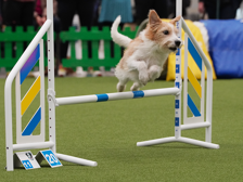 Hund hoppar över hinder.