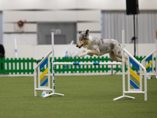 Collie hoppar över hinder i agria agility cup.