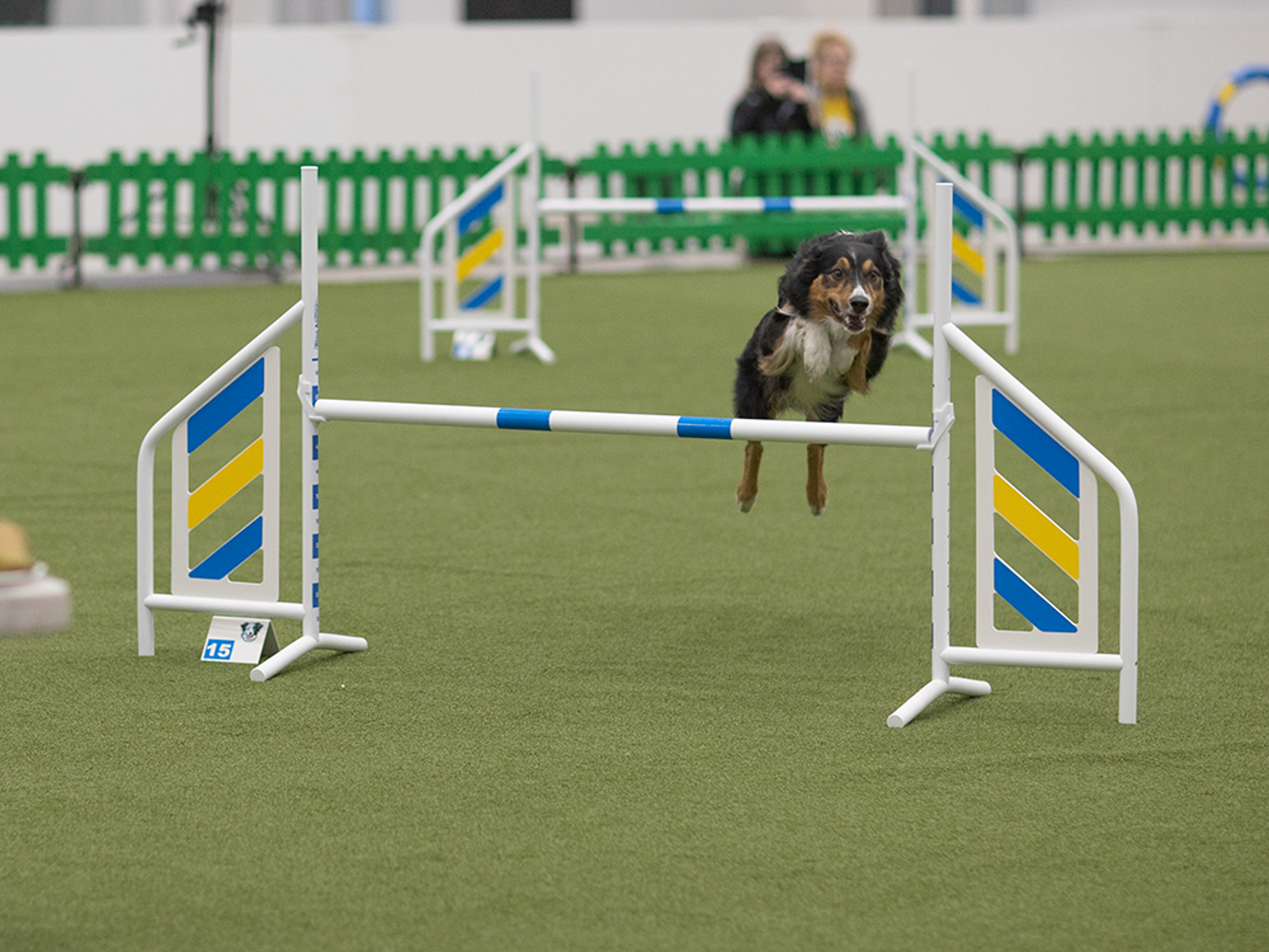 Hund hoppar över agilityhinder.