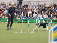 Hund springer slalom under Agria Agility Cup.