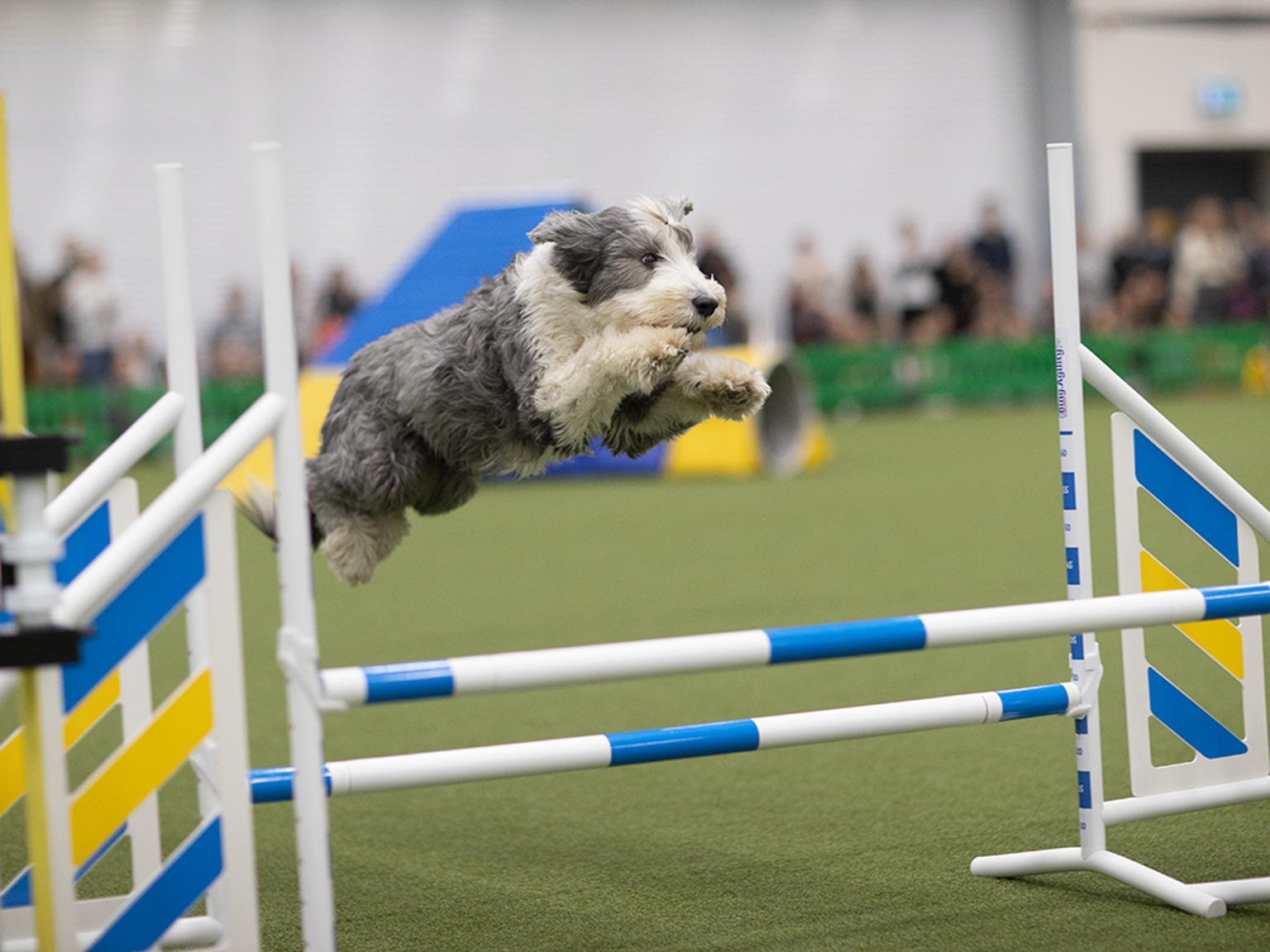 Hund hoppar över agilityhinder.