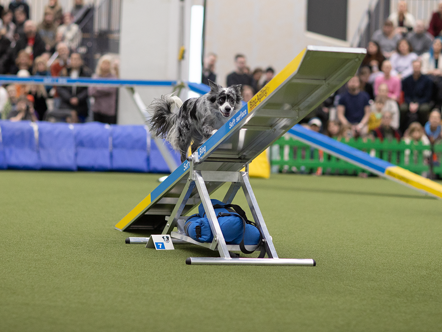 Hund springer över balansbom.