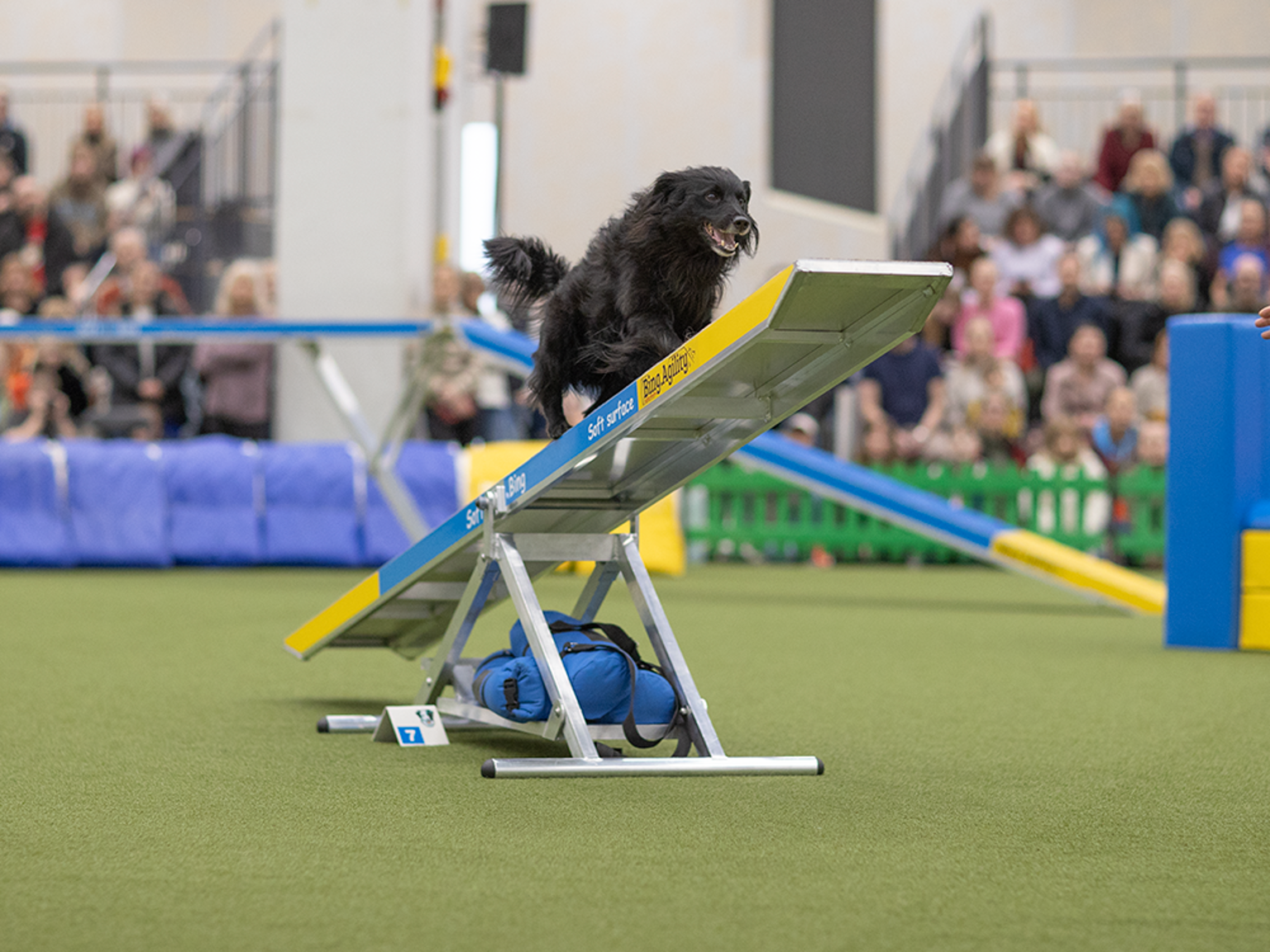 Svart hund springer över balansbom.