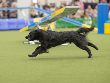 Hund springer i full fart under Agria Agility Cup.