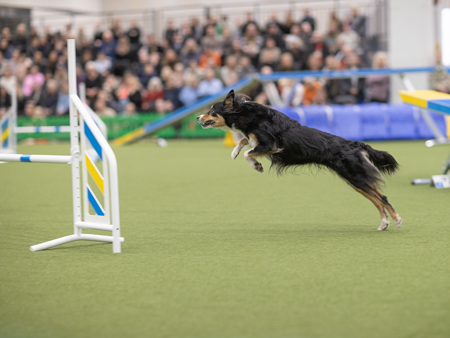 Hund hoppar över hinder.