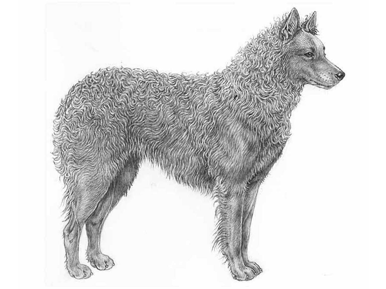 Illustration av hundrasen hrvatski ovcar