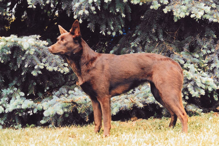 Australian kelpie står uppställd framför en gran.