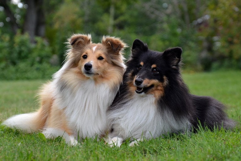 Två shetland sheepdog ligger ute på gräsmatta.