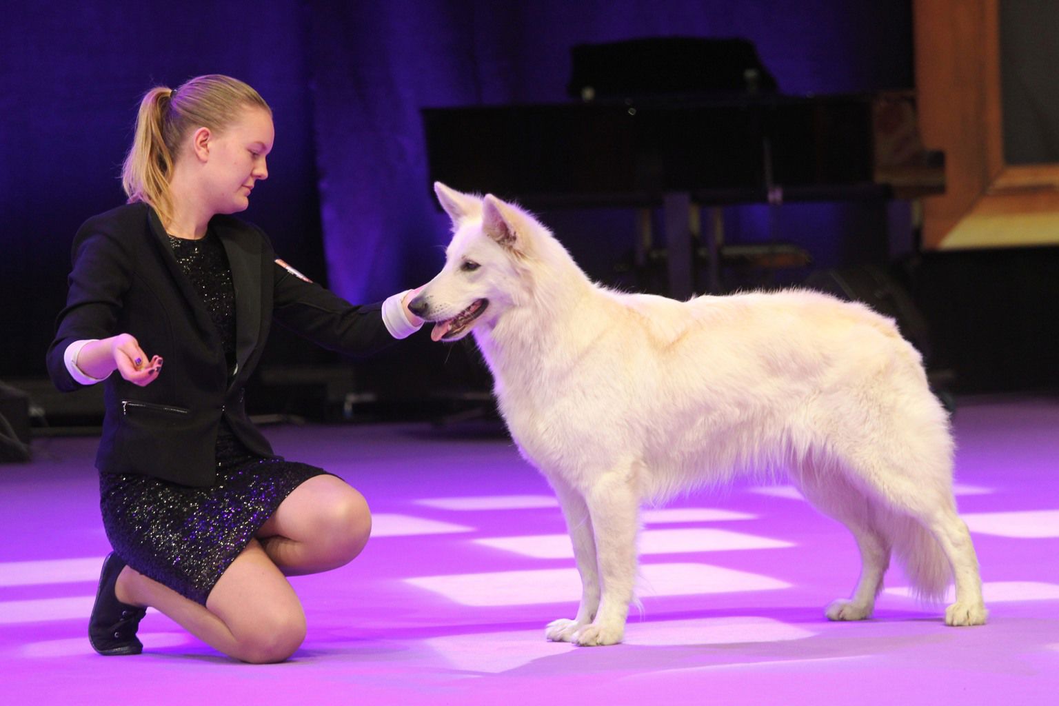 Handler och hund i utställningsringen på Stockholm Hundmässa