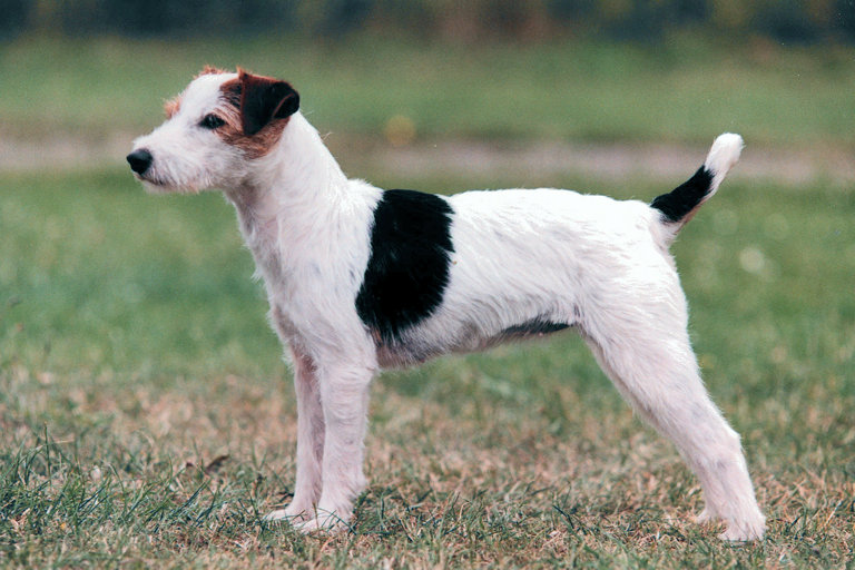 Uppställningsbild på parson russell terrier.