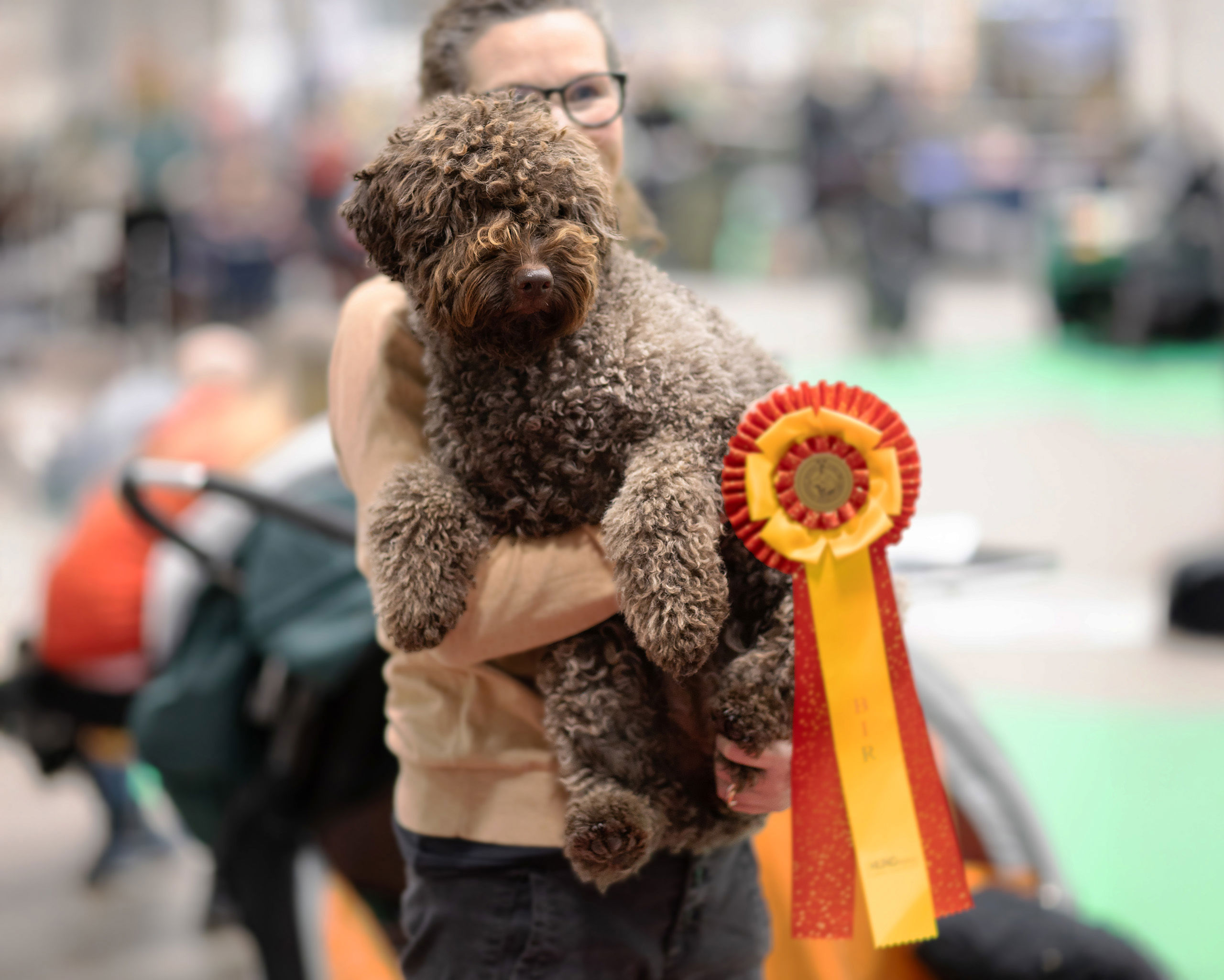 Lagotto romagnolo myser i mattes famn.