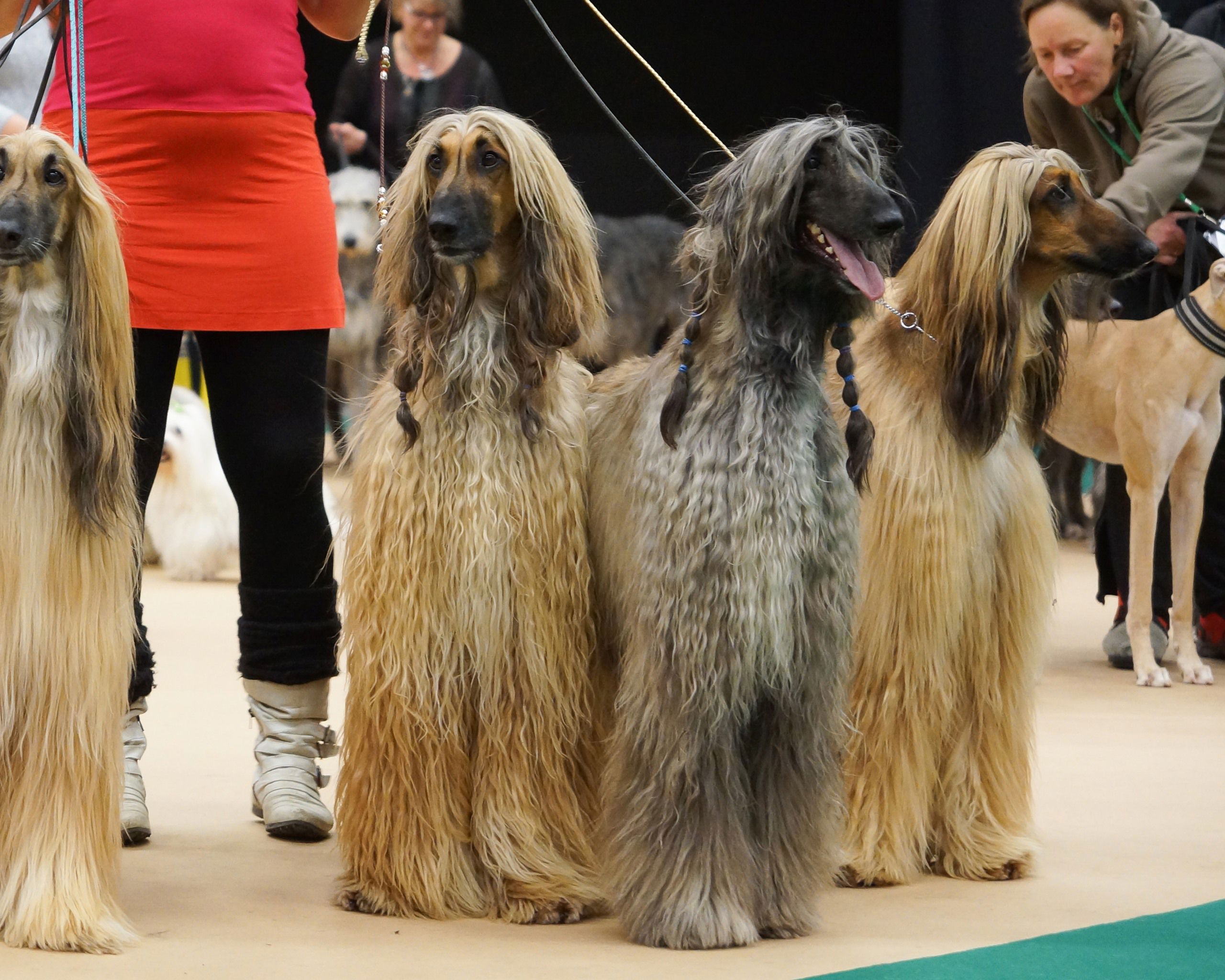 Afghanhundar på rasparad i finalringen.