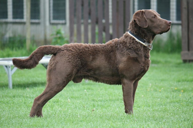 Uppställningsbild på curly coated retriever