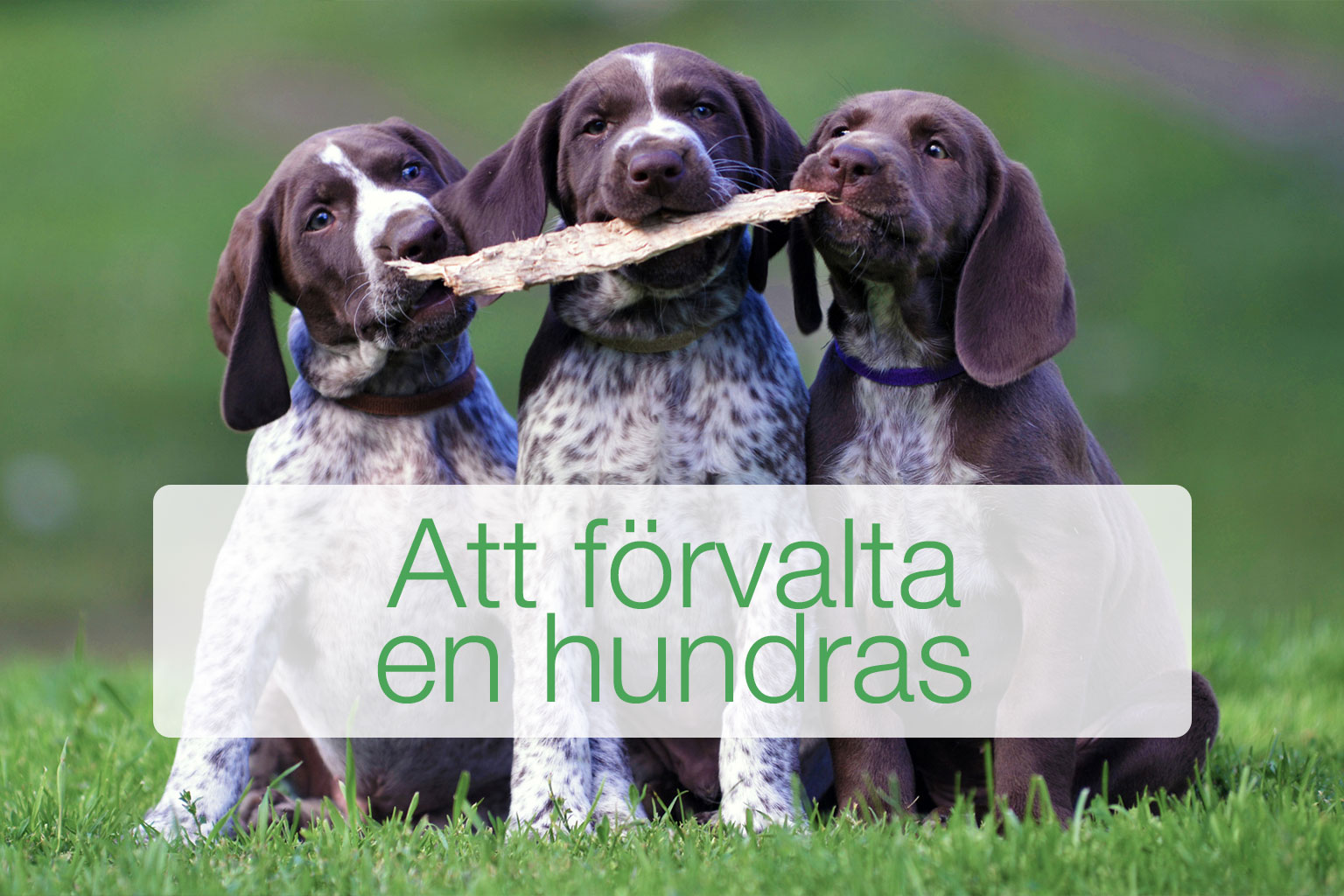 Tre hundvalpar
