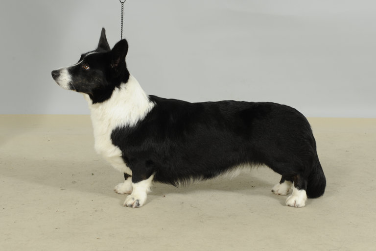 Uppställningsbild på welsh corgi cardigan.