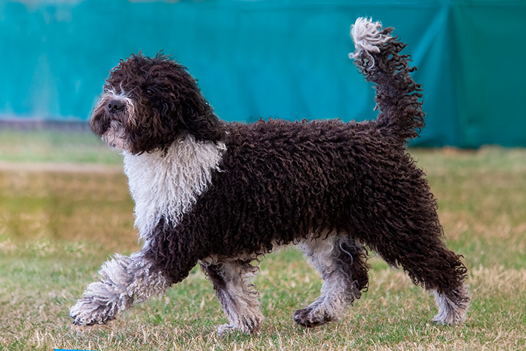 Perro de agua español travar på gräsyta.