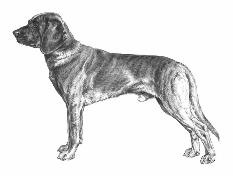 Hannoveransk viltspårhund