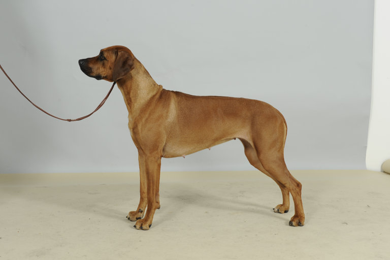 Uppställningsbild på rhodesian ridgeback.