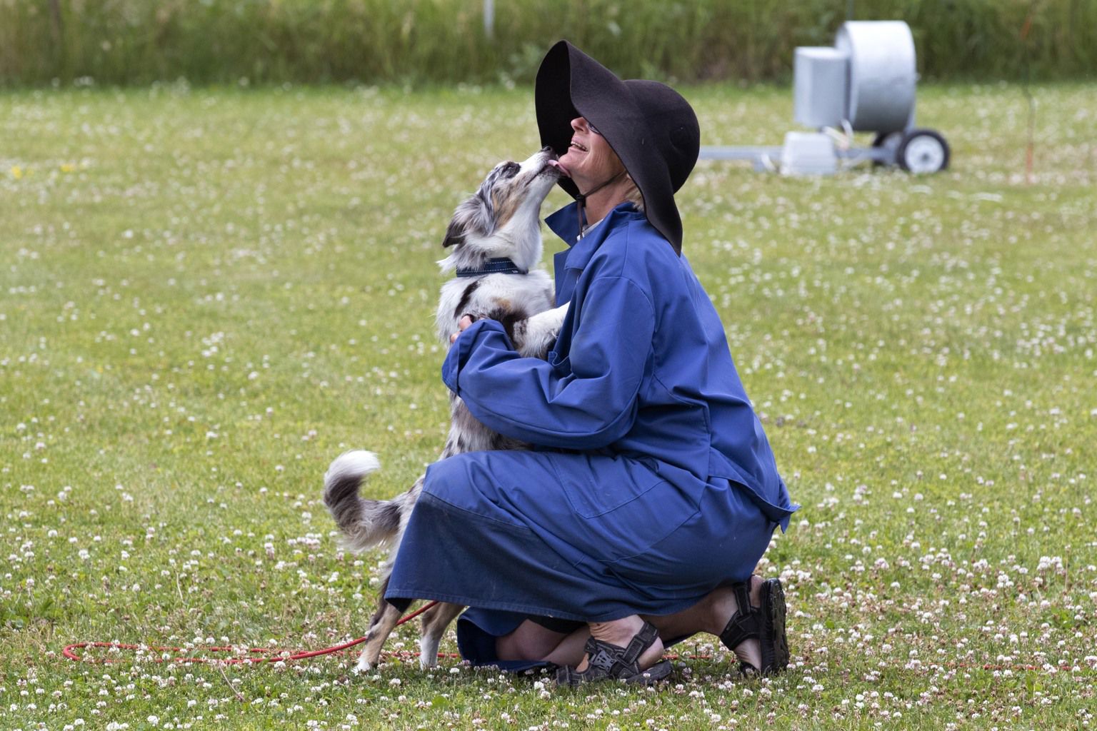 Miniature american shepherd pussar figurant under BPH.